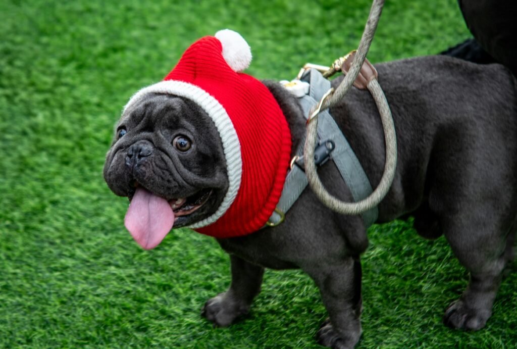 Dog in small cap - metaphor for small cap stocks