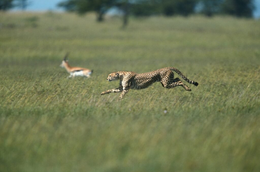 Cheetah Chasing something - warning against chasing loses