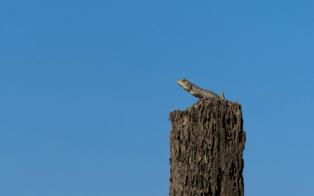 Small Gecko showing sizing issues